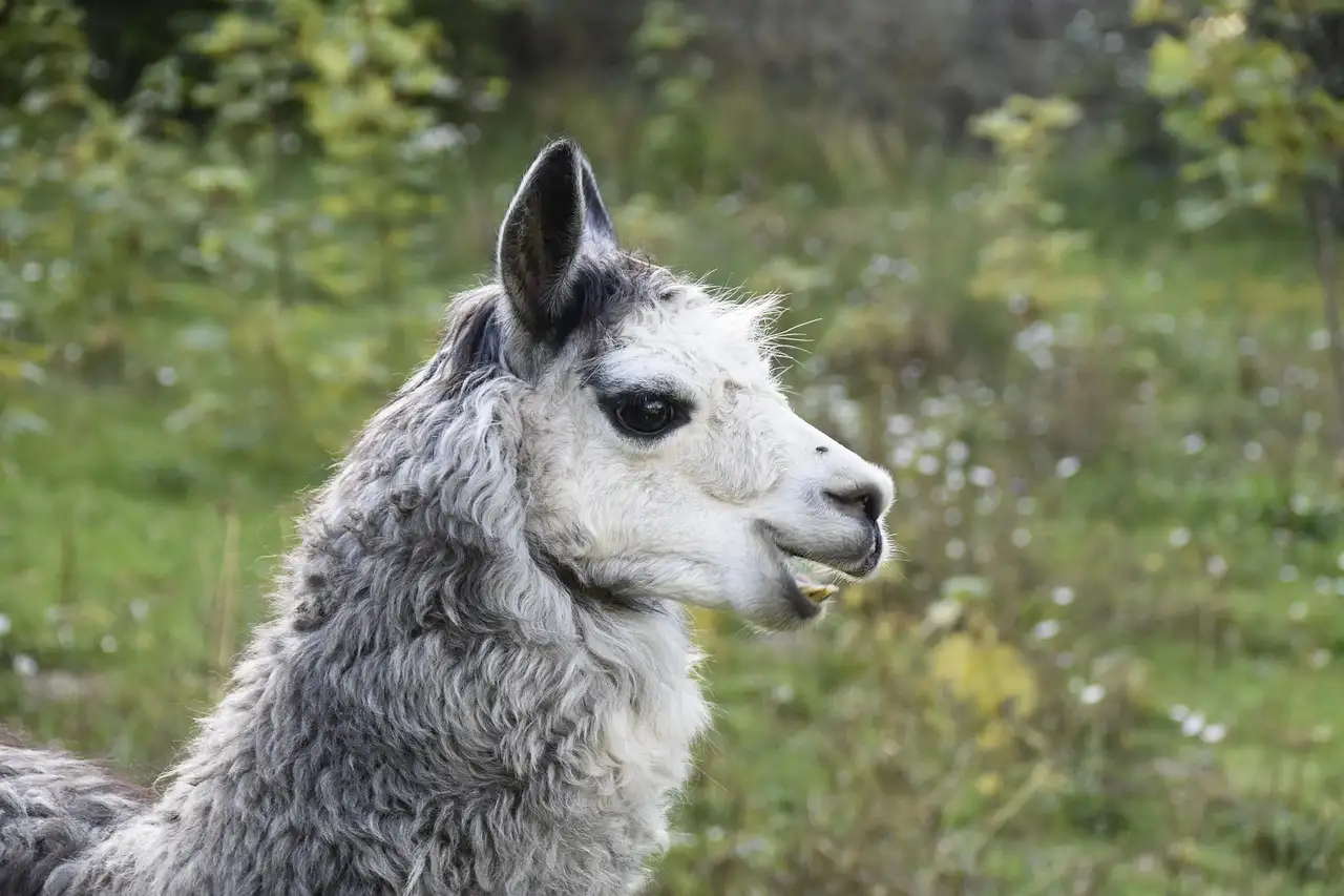 Alpaka Malvorlagen: Kostenlose Bilder zum Ausmalen