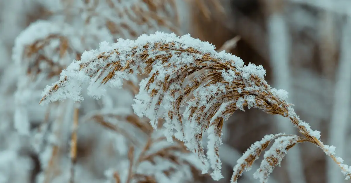 Anna und Elsa Ausmalbilder: Kostenlose Vorlagen zum Drucken