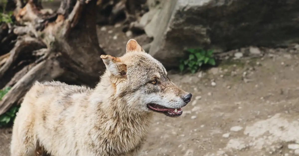 Ausmalbild Bobo Siebenschläfer: Kostenlose Malvorlagen