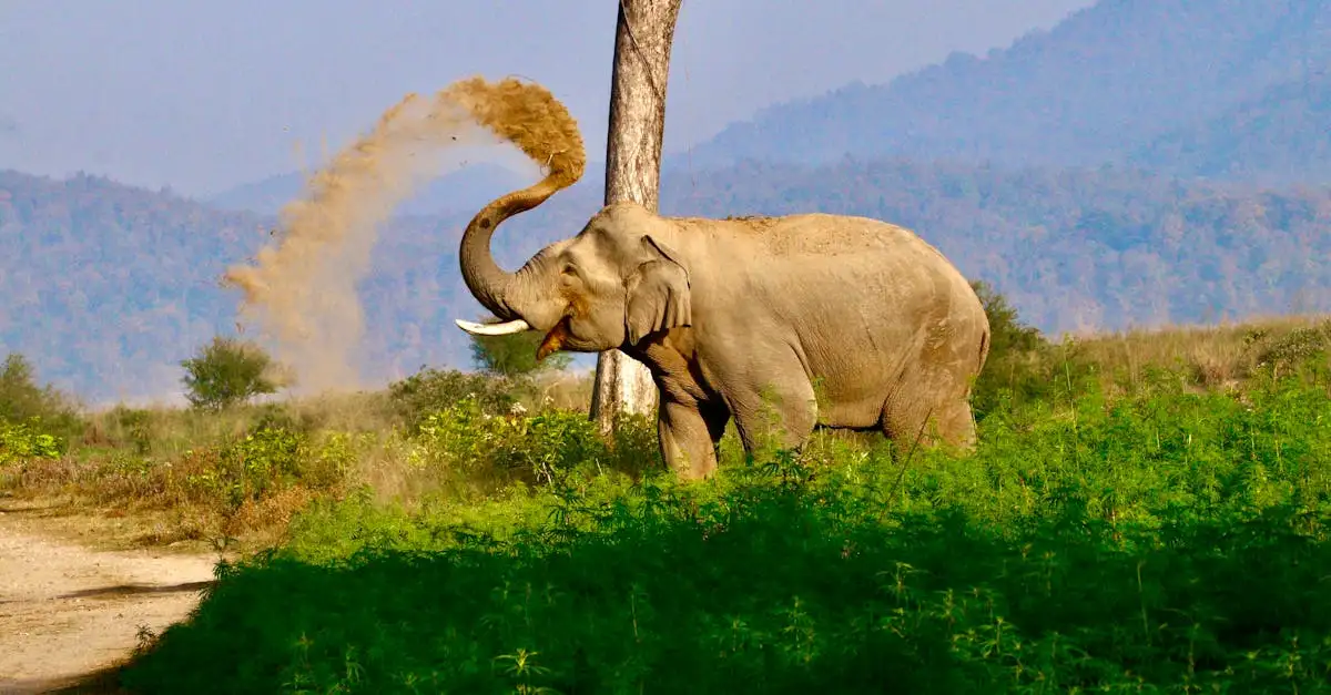 Ausmalbild Elefant: Kostenlose Malvorlagen zum Ausdrucken