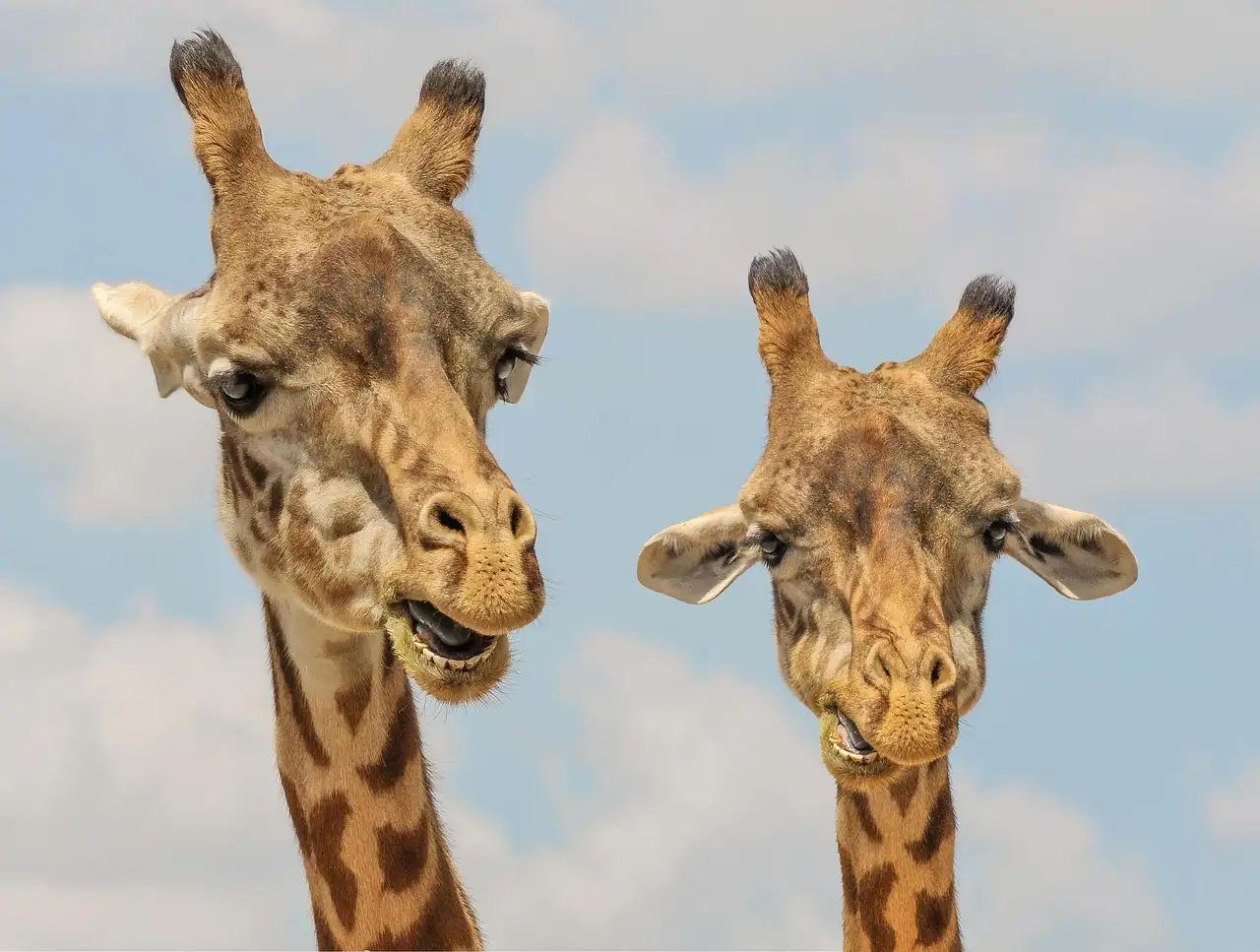 Ausmalbild Giraffe: Kostenlose Malvorlagen zum Ausdrucken