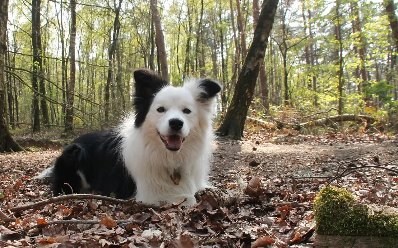 Ausmalbild Hund und Katze: Kostenlose Malvorlagen zum