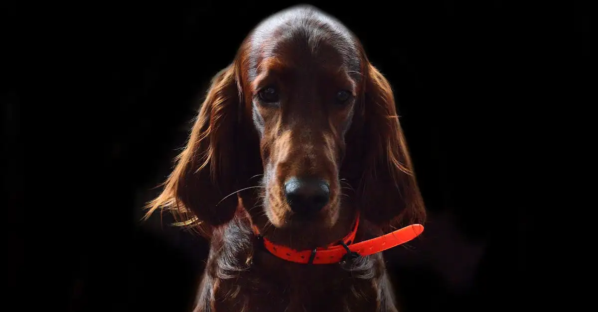 Kostenlose Ausmalbilder Hunde: Malvorlagen zum Ausdrucken