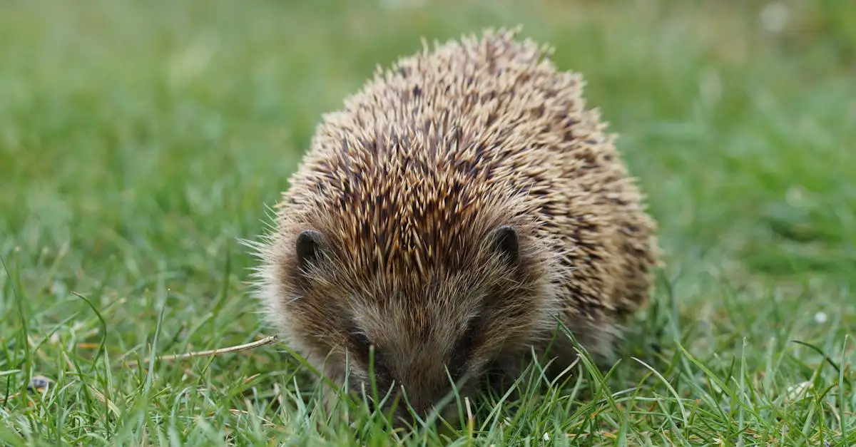 Ausmalbild Igel: Kostenlose Malvorlagen zum Ausdrucken