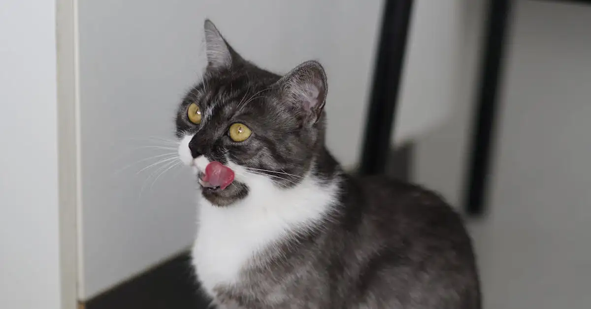 Ausmalbilder Katze Erwachsene: Kreative Entspannung finden