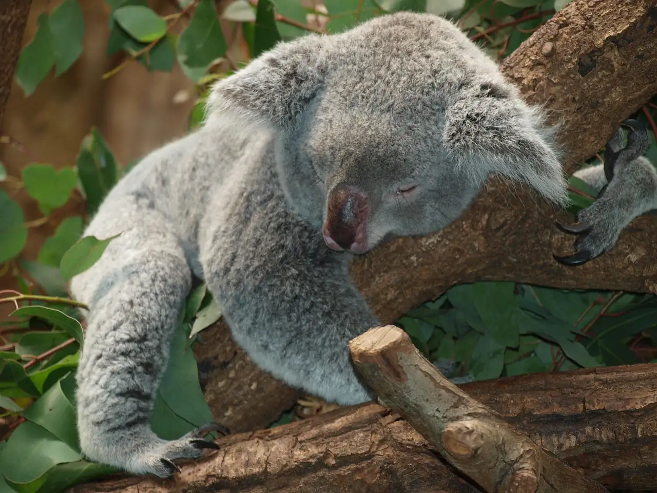 Ausmalbild Koala: Kostenlose Vorlagen zum Ausdrucken