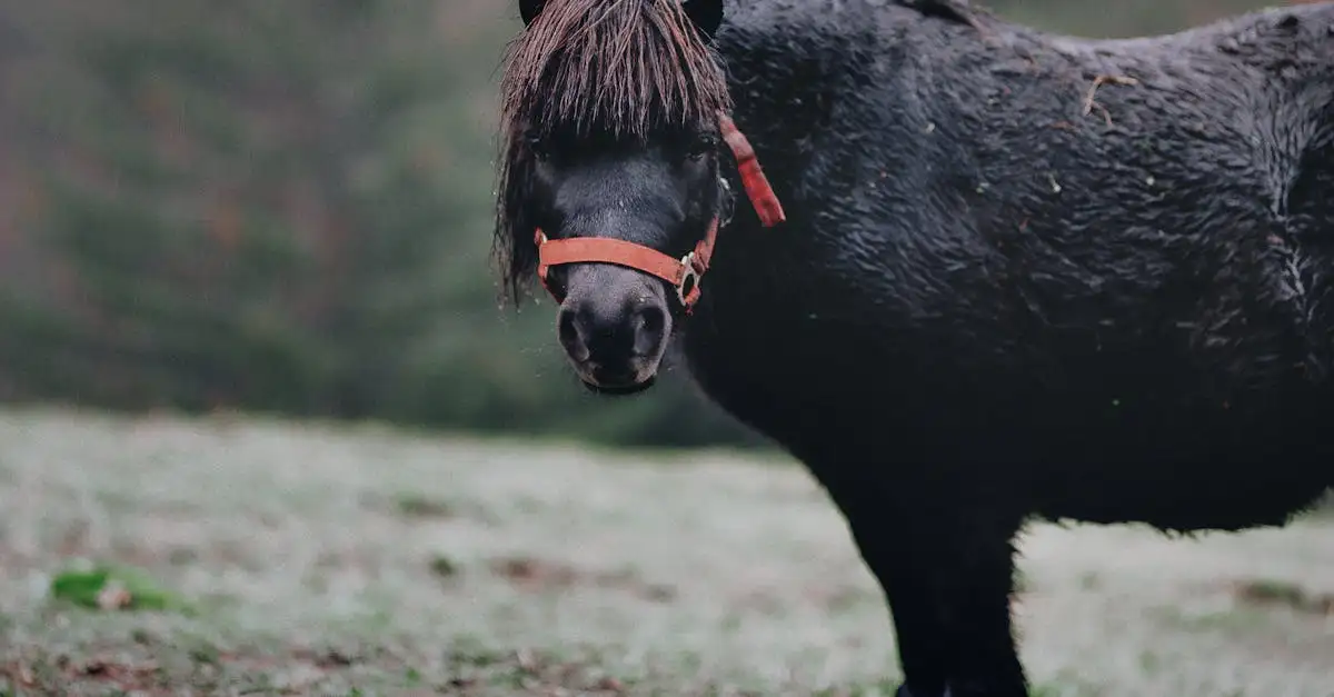 Kostenlose My Little Pony Ausmalbilder zum Drucken