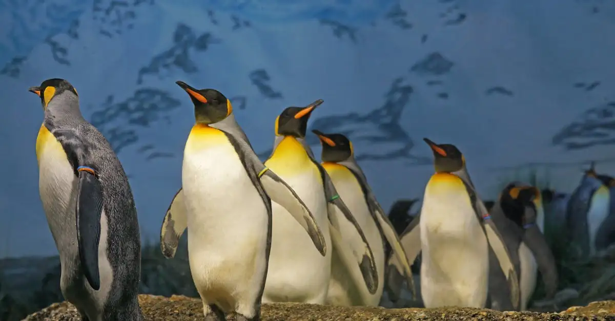 Ausmalbild Pinguin: Kostenlose Malvorlagen zum Ausdrucken