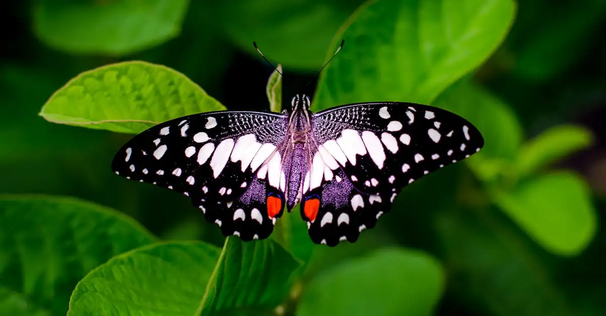 Ausmalbild Schmetterling: Kostenlose Malvorlagen zum Drucken