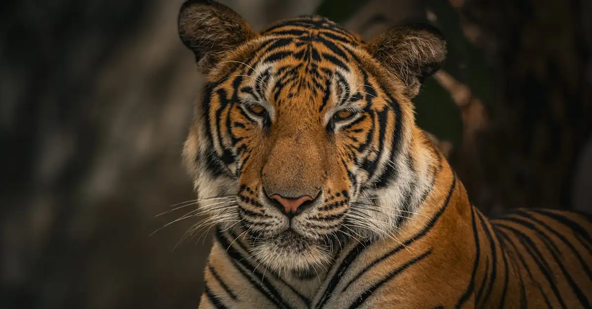 Ausmalbild Tiger: Kostenlose Malvorlagen zum Ausdrucken